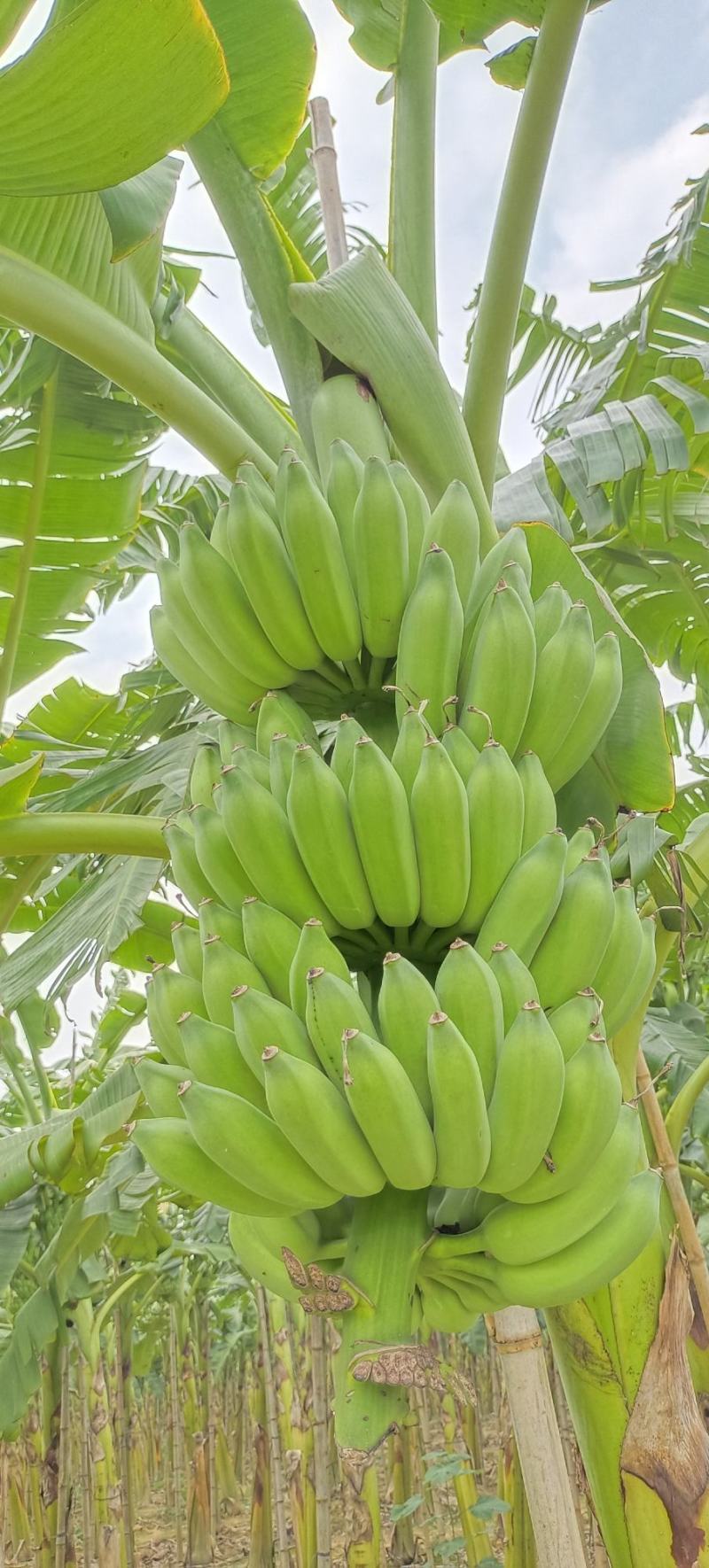 大量粉焦准备上市了