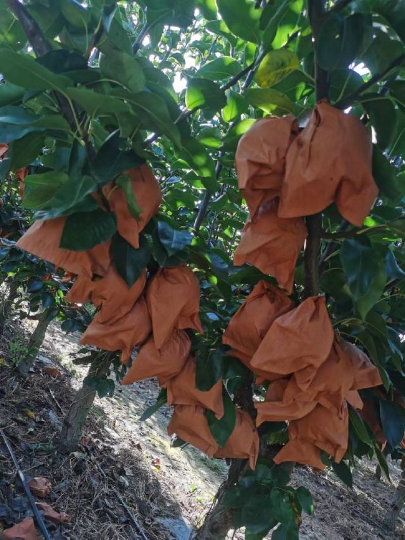 秋月梨苗杜梨根系发达包成活率粮田轮做育苗苗圃发货欢迎联系