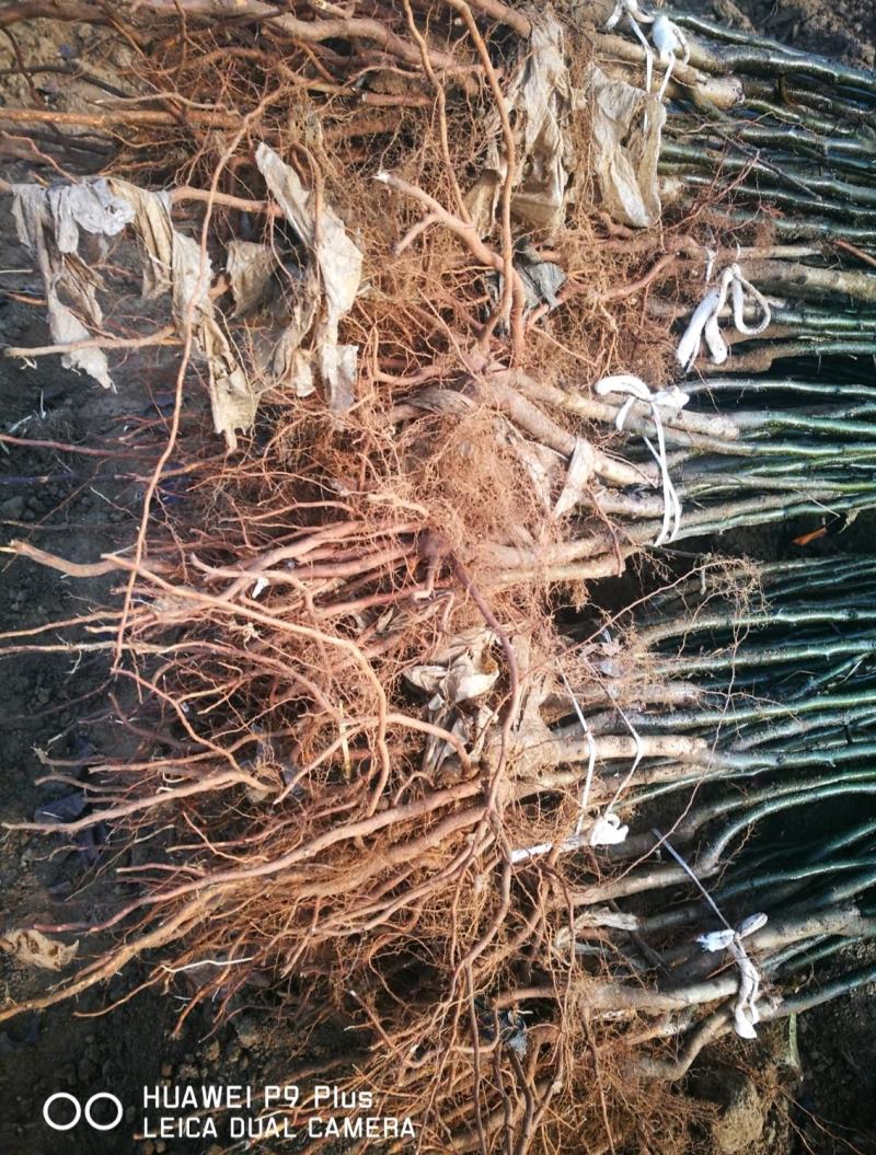 秋月梨苗杜梨根系发达包成活率粮田轮做育苗苗圃发货欢迎联系