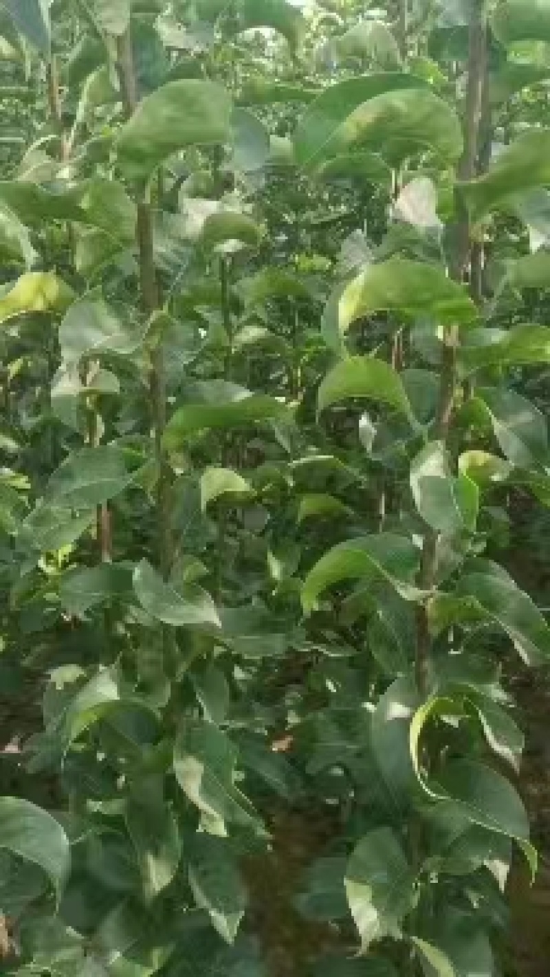 秋月梨苗杜梨根系发达包成活率粮田轮做育苗苗圃发货欢迎联系