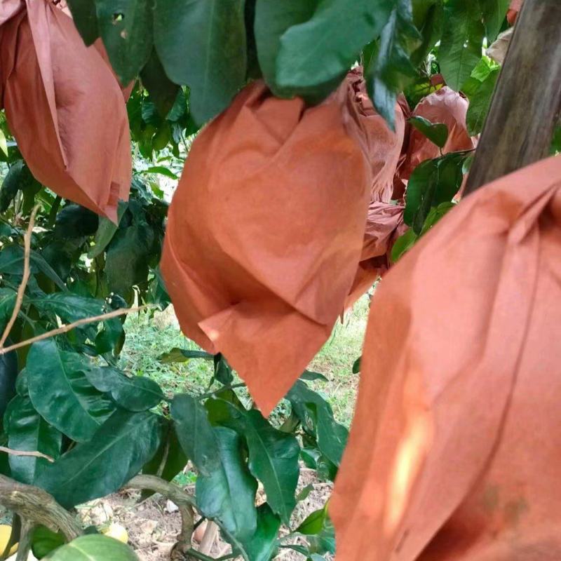 【推荐】湖南白心柚个头均匀甜蜜多汁发商超市场量大价优