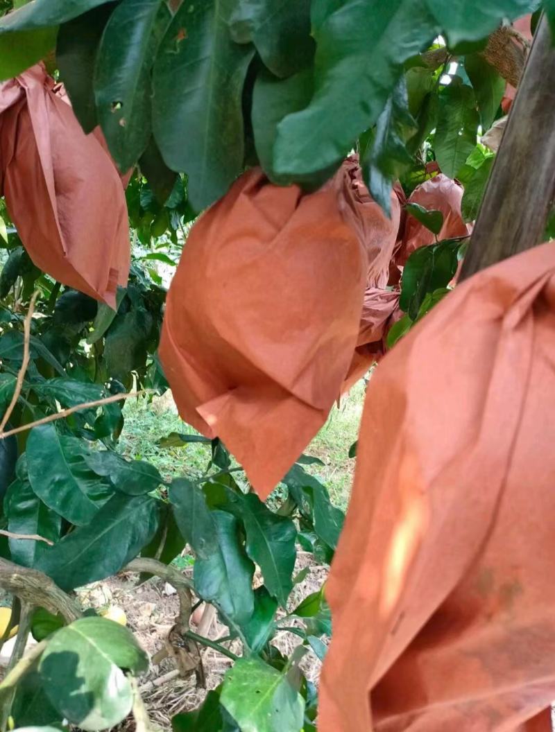 【推荐】湖南白心柚个头均匀甜蜜多汁发商超市场量大价优
