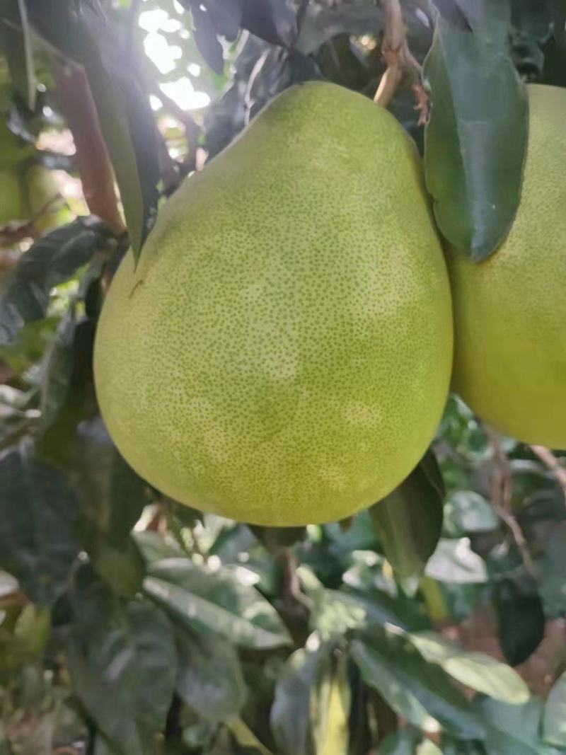 【推荐】湖南白心柚个头均匀甜蜜多汁发商超市场量大价优