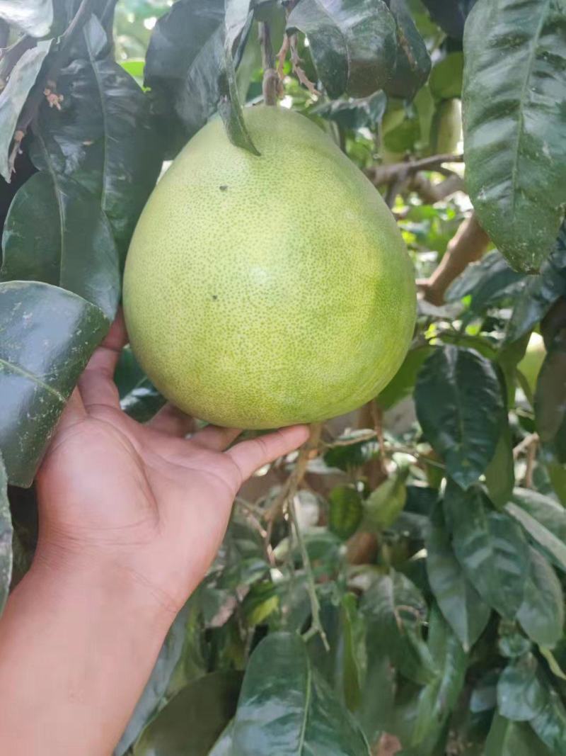 【推荐】湖南白心柚个头均匀甜蜜多汁发商超市场量大价优