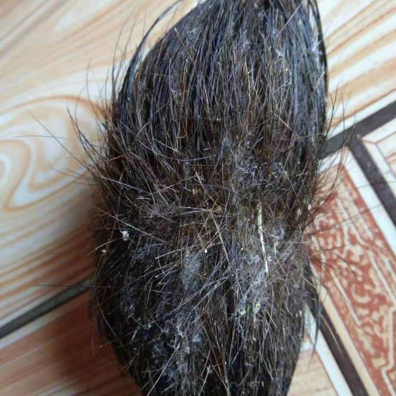 杀猪意外杀出了猪砂