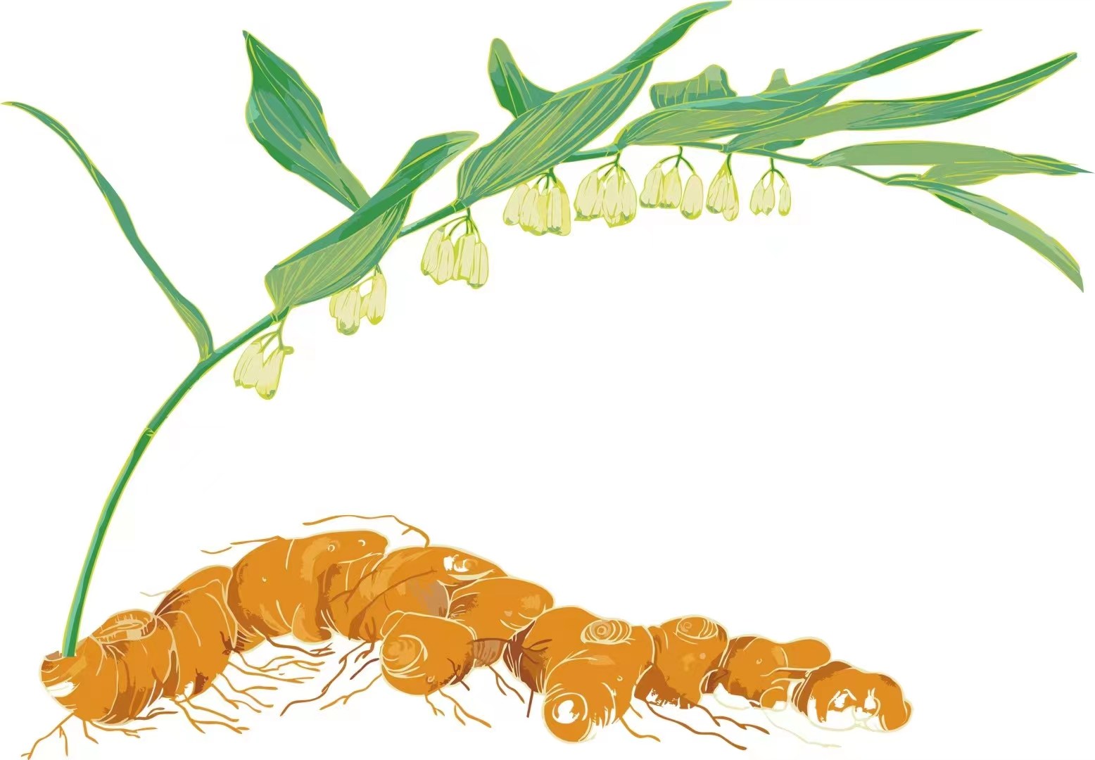 黄精与老虎姜的搭配