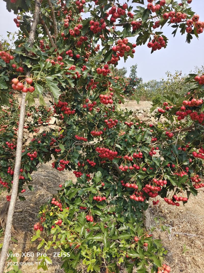 甜红子山楂大量上市，需要的提前预订