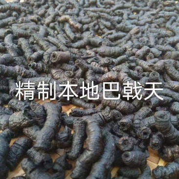 【特选】正宗德庆巴戟天特制巴戟天产地直供欢迎老板实地