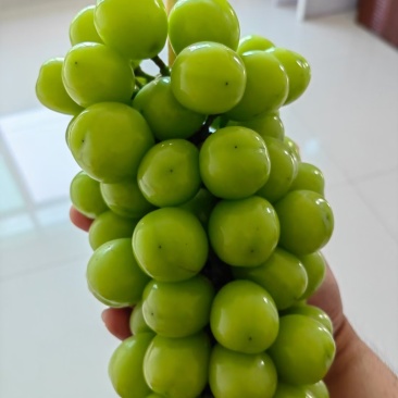 阳光玫瑰葡萄苗