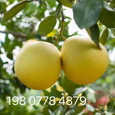 红心柚