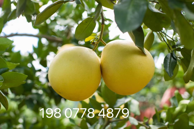 红心柚