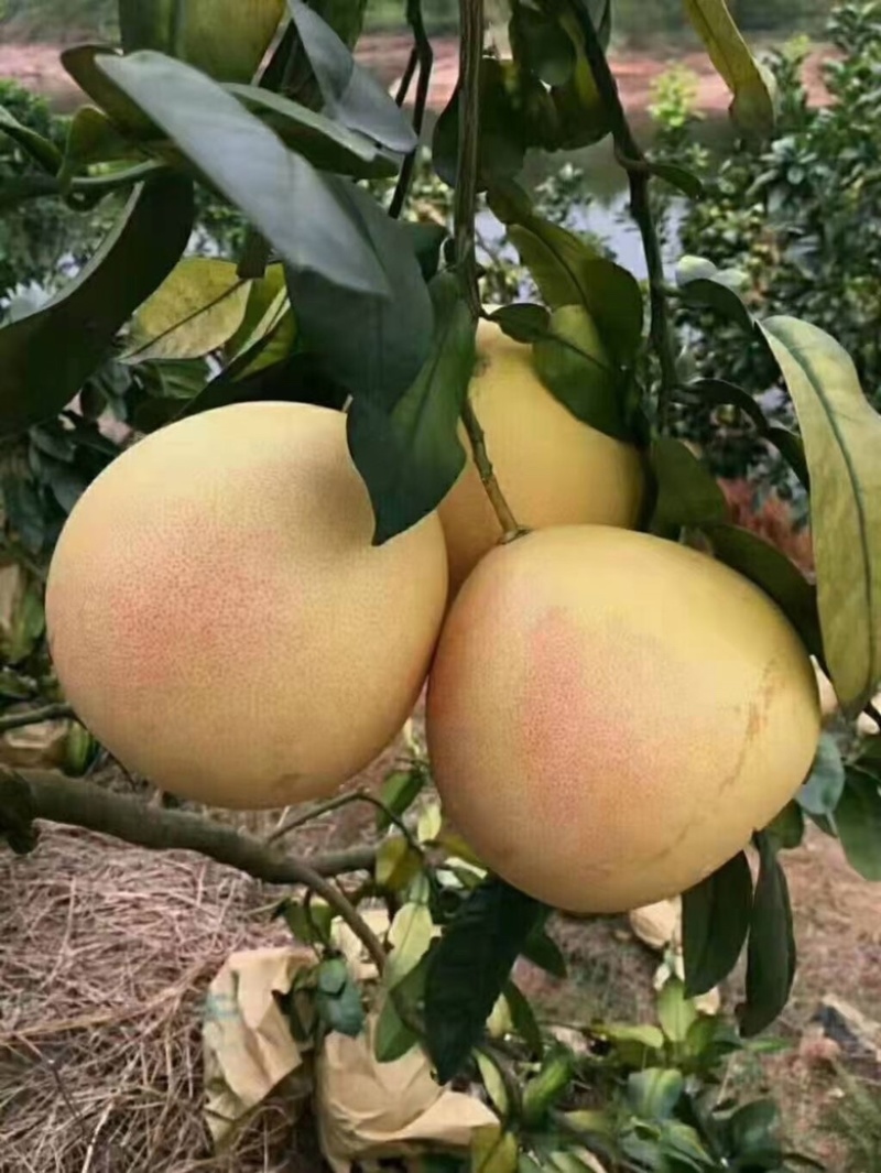 红心柚