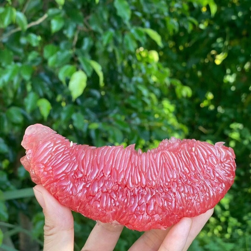红心柚
