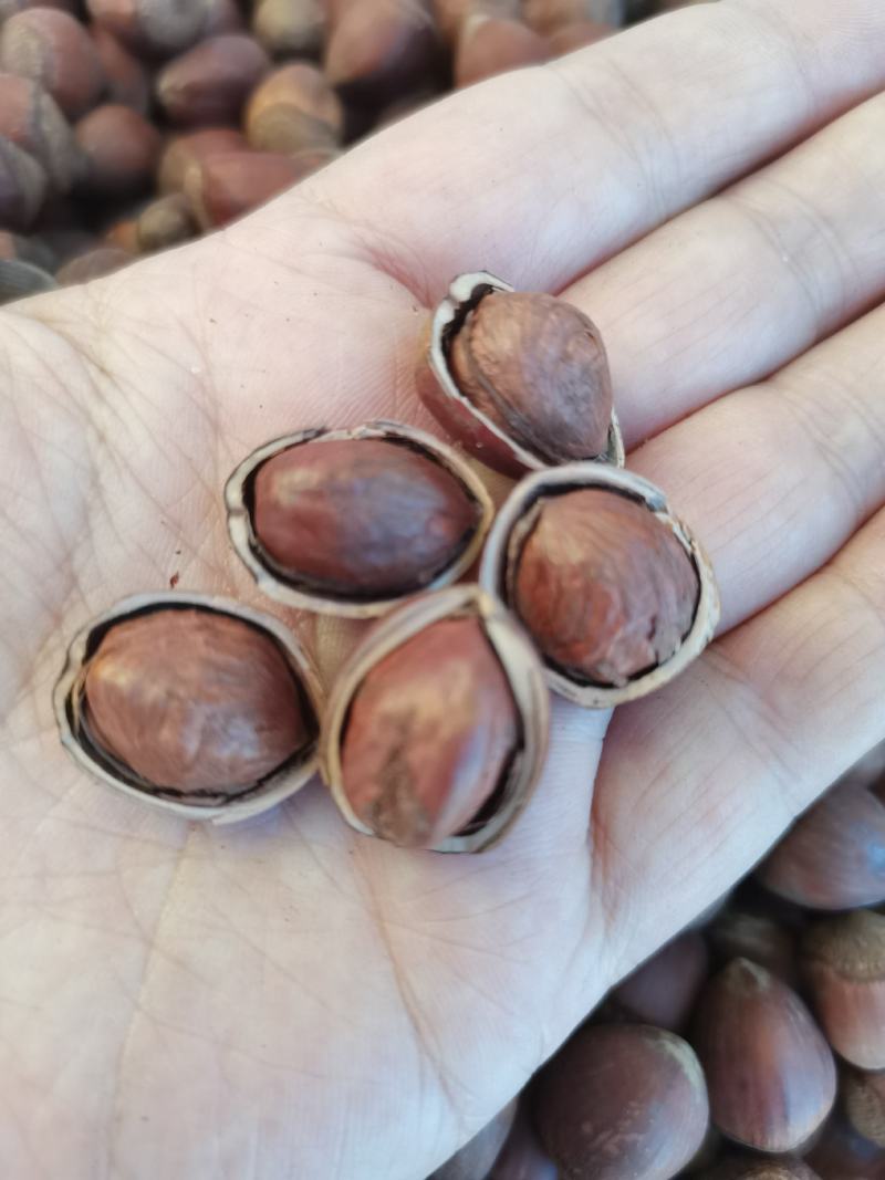 精品榛子大量到货，厂家直发品质保证，欢迎联系