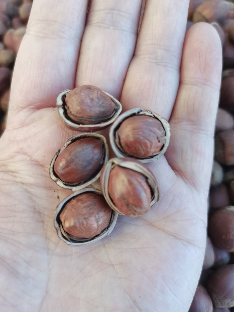 精品榛子大量到货，厂家直发品质保证，欢迎联系