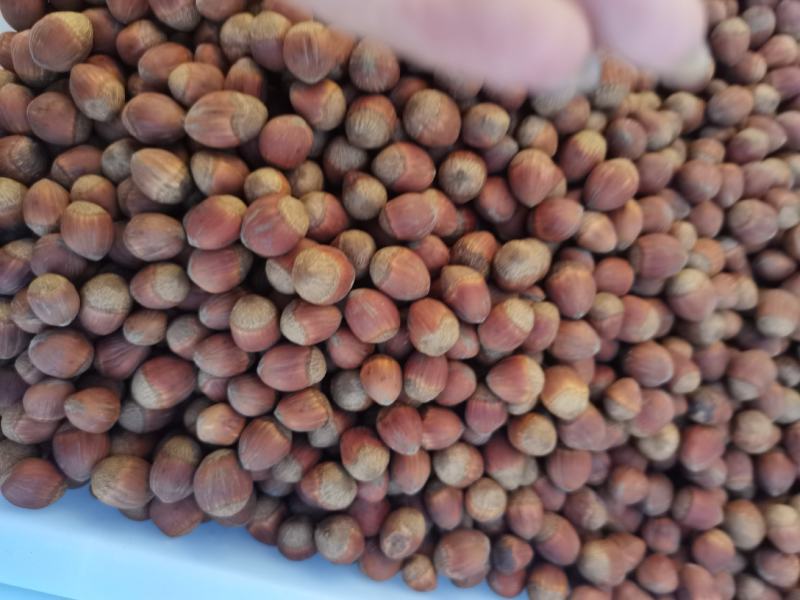 精品榛子大量到货，厂家直发品质保证，欢迎联系