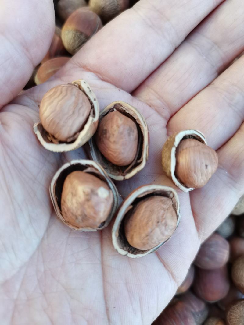 精品榛子大量到货，厂家直发品质保证，欢迎联系