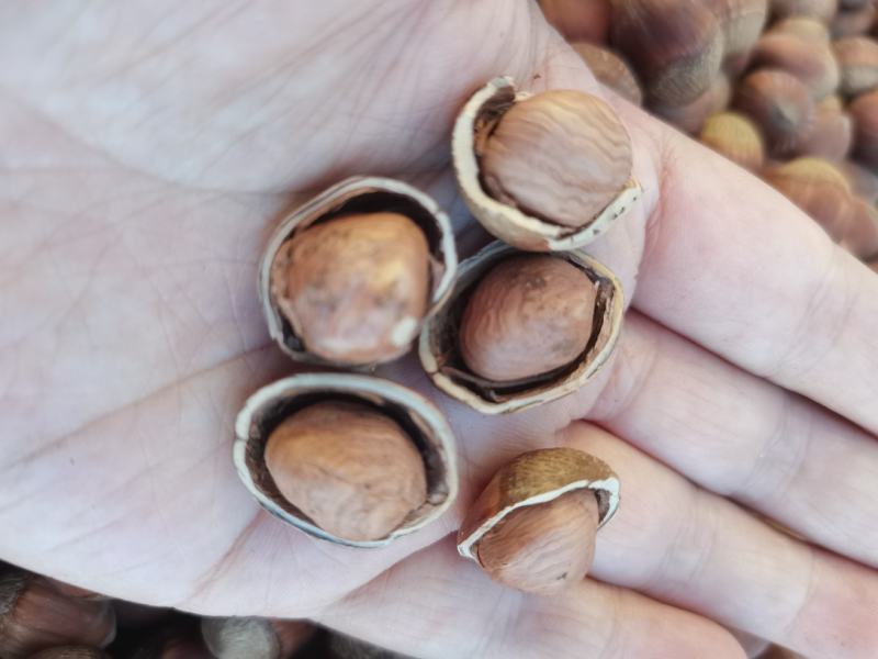 精品榛子大量到货，厂家直发品质保证，欢迎联系