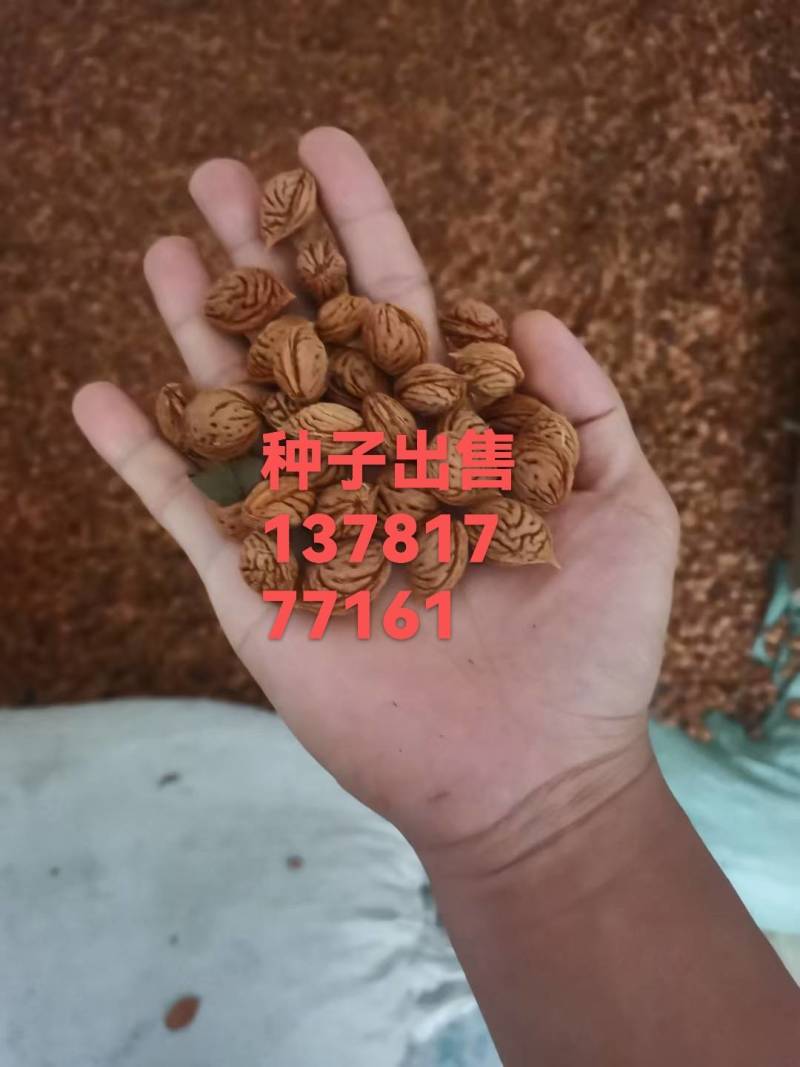 桃核种子