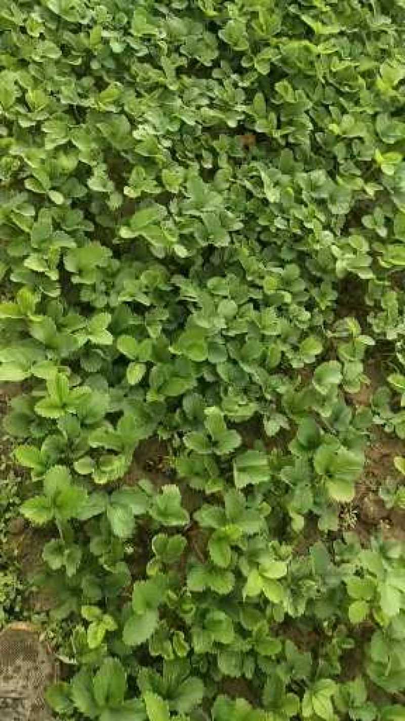 【热卖中】草莓苗香野假植草莓苗根系发达，补苗神器