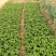 【热卖中】草莓苗香野假植草莓苗根系发达，补苗神器