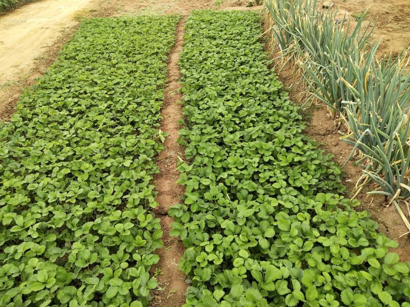 【热卖中】草莓苗香野假植草莓苗根系发达，补苗神器