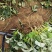 【热卖中】草莓苗香野假植草莓苗根系发达，补苗神器