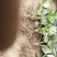 【热卖中】草莓苗香野假植草莓苗根系发达，补苗神器