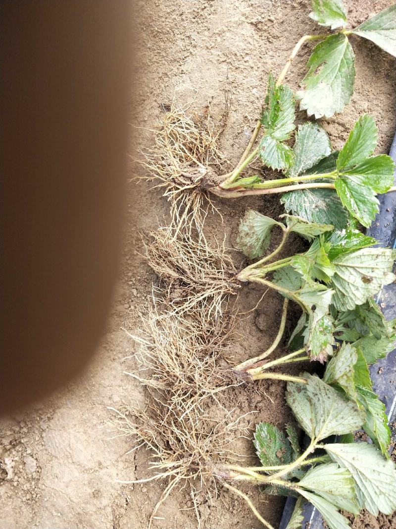 【热卖中】草莓苗香野假植草莓苗根系发达，补苗神器