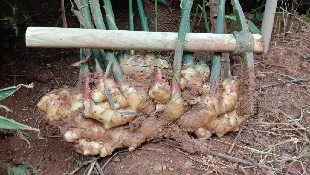 姜米茶原材料对比图