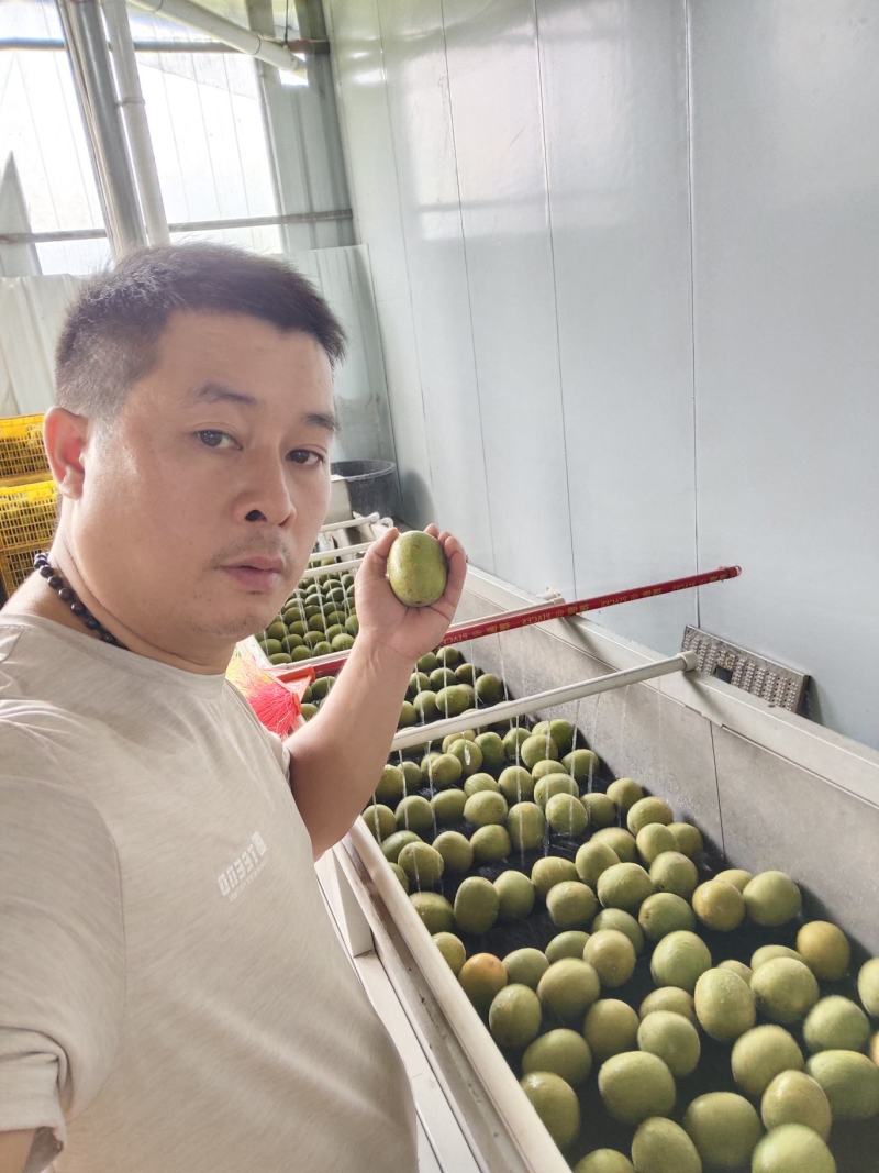 工厂直供，桂林罗汉果，电商果、低温脱水黄金罗汉果基地现货
