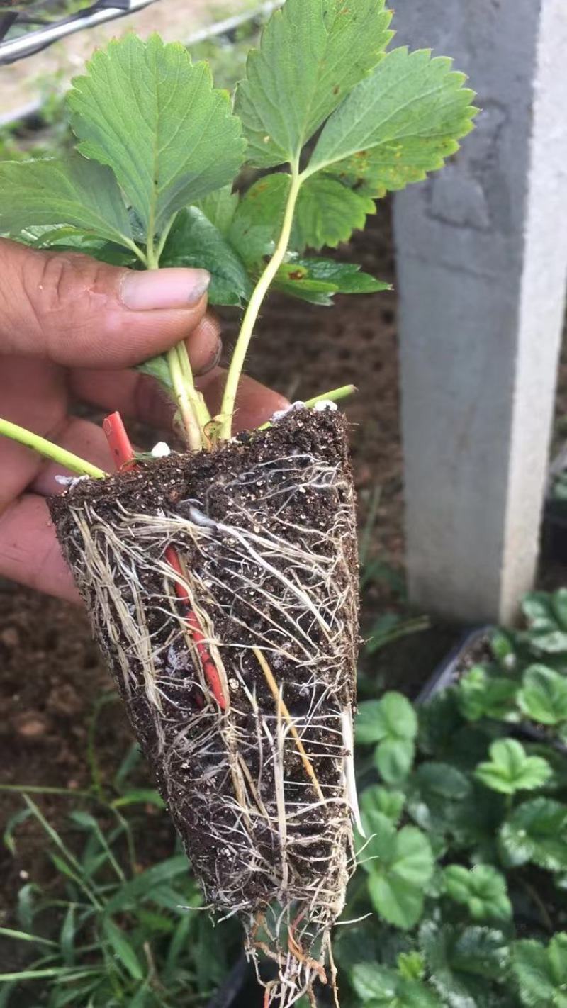 【草莓种苗】甜宝，香野，天使系列种苗，穴盘裸根苗都有，