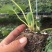 【草莓种苗】甜宝，香野，天使系列种苗，穴盘裸根苗都有，