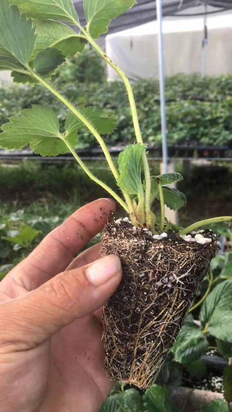 【草莓种苗】甜宝，香野，天使系列种苗，穴盘裸根苗都有，