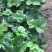 【草莓种苗】甜宝，香野，天使系列种苗，穴盘裸根苗都有，