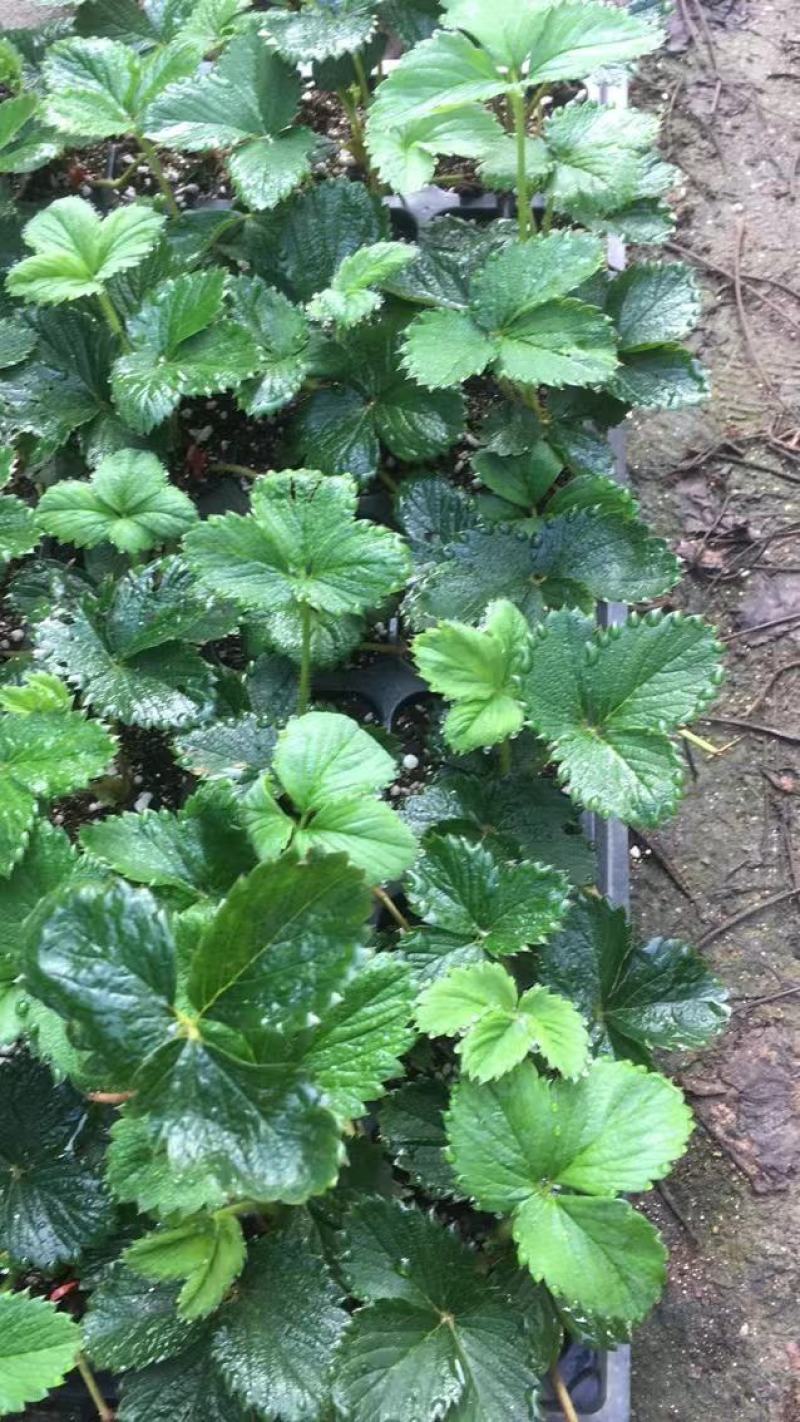【草莓种苗】甜宝，香野，天使系列种苗，穴盘裸根苗都有，
