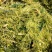 黄储玉米秸秆