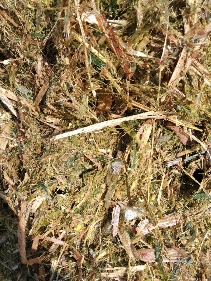 黄储玉米秸秆