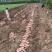 龙九龙薯九红薯自家种植品种齐全价格实惠质量保证