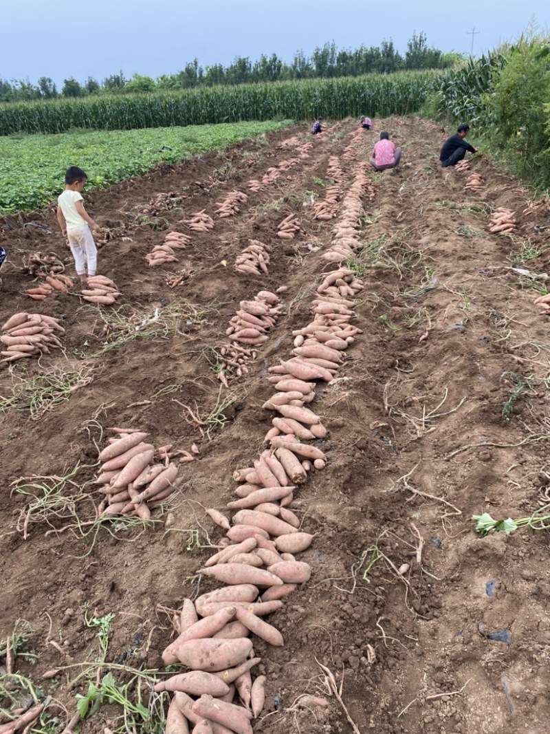 龙九龙薯九红薯自家种植品种齐全价格实惠质量保证