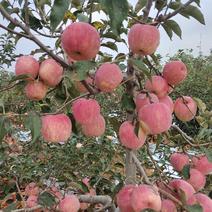 辽宁寒富苹果绥中精品苹果产地直发，精品大果，量大从优