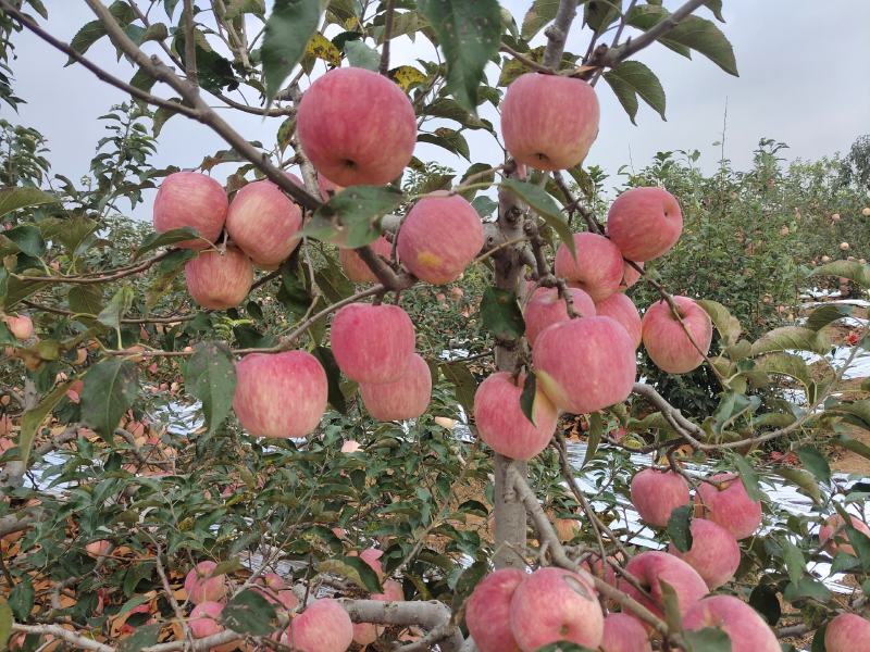 辽宁寒富苹果绥中精品苹果产地直发，精品大果，量大从优
