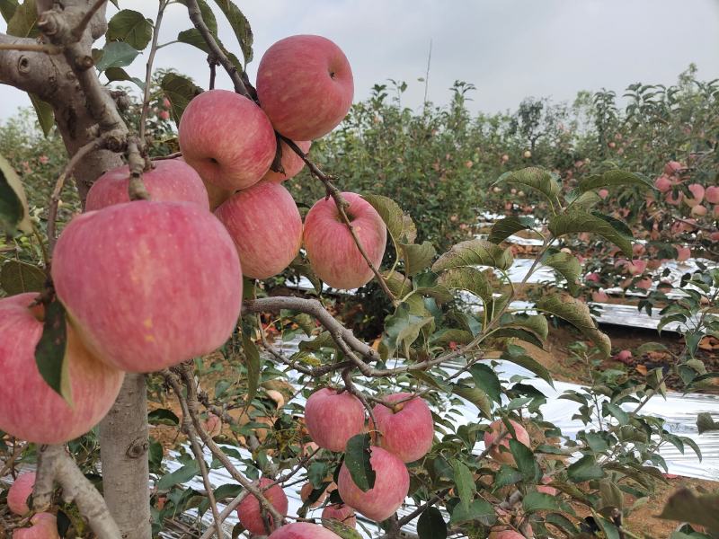 辽宁寒富苹果绥中精品苹果产地直发，精品大果，量大从优