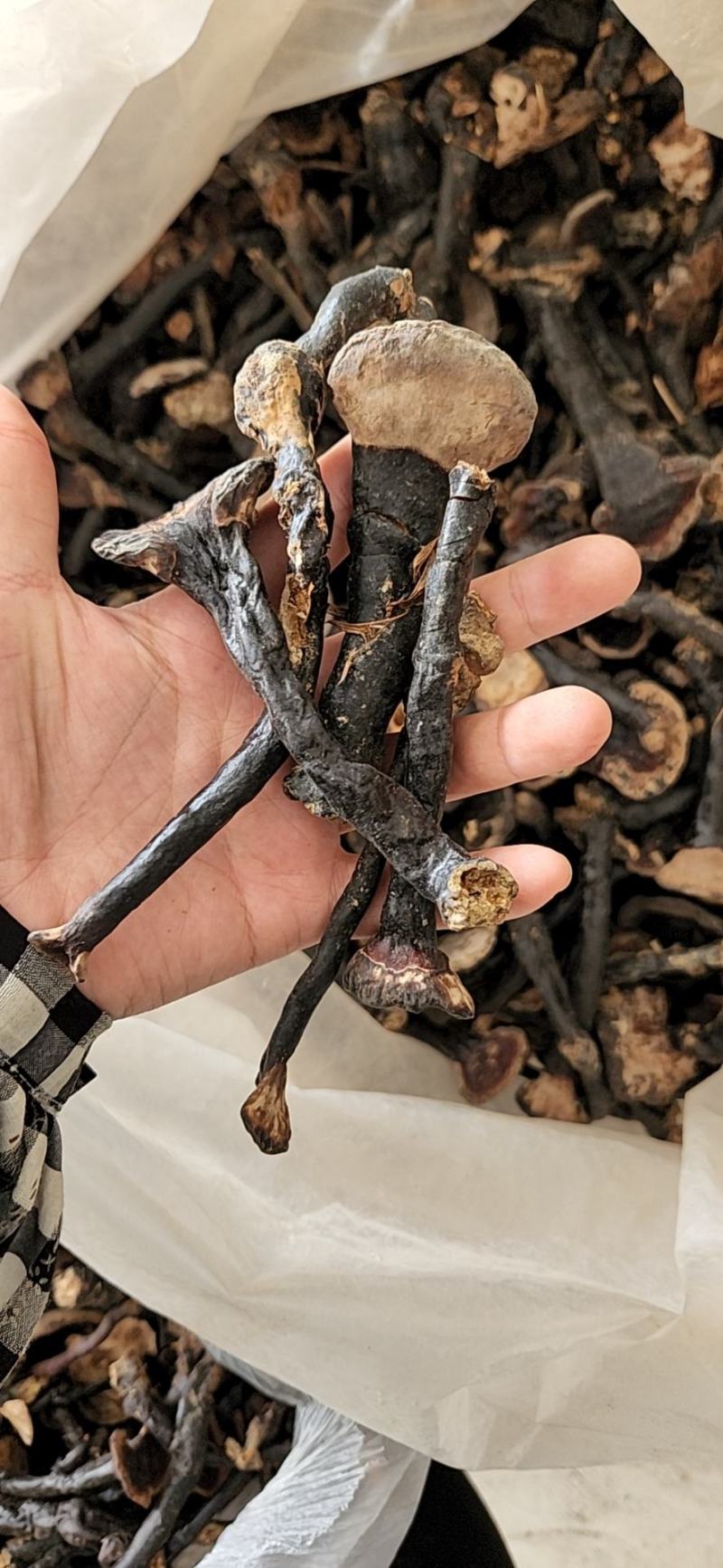 广西纯野生黑灵芝新货大山深山老林之中纯野生资源