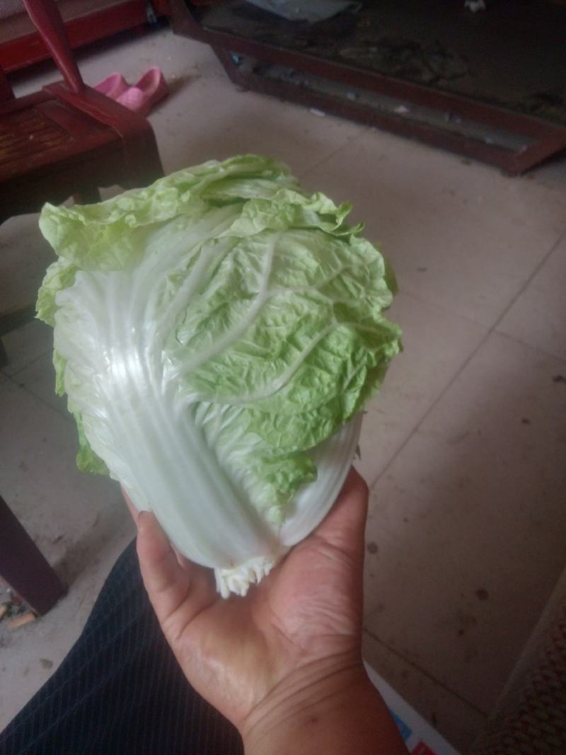 夏阳白