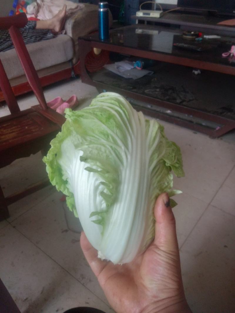 夏阳白