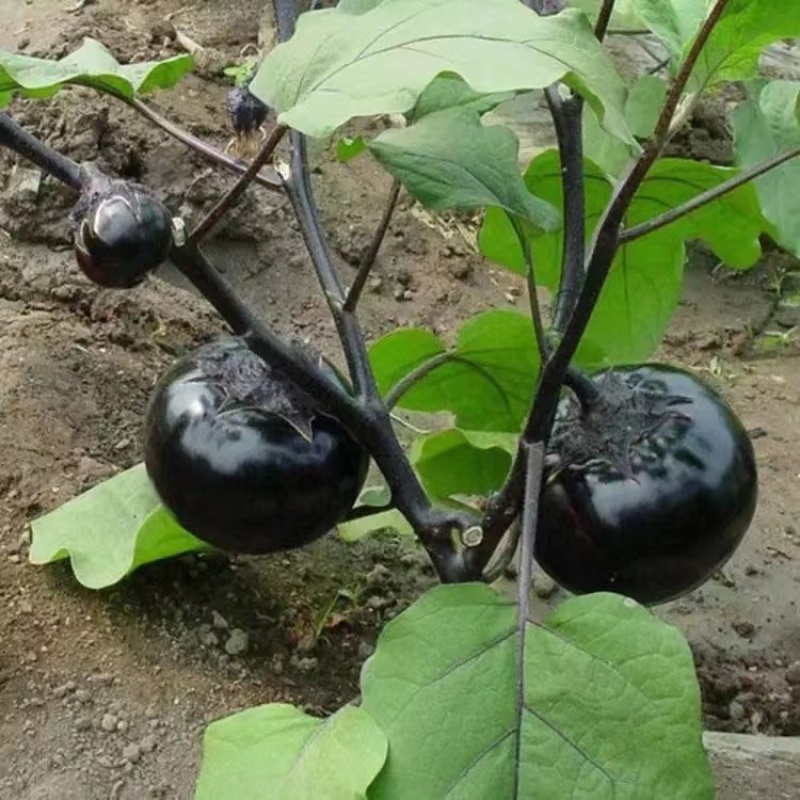 紫圆茄大量有货产地直发新鲜采摘量大直供