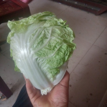 夏阳白