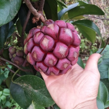黑老虎果，布福娜果广西大瑶山种植基地直发一手货源现摘现卖