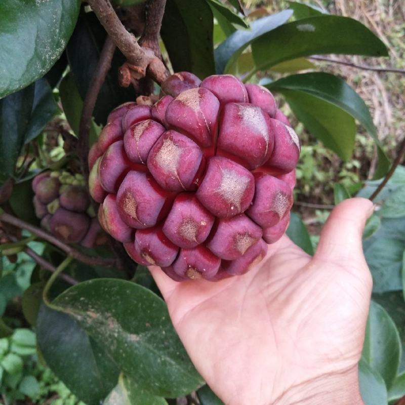 黑老虎果，布福娜果广西大瑶山种植基地直发一手货源现摘现卖